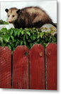 Opossum  1 - Metal Print