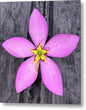 Marsh Pink  - Metal Print Wildflower